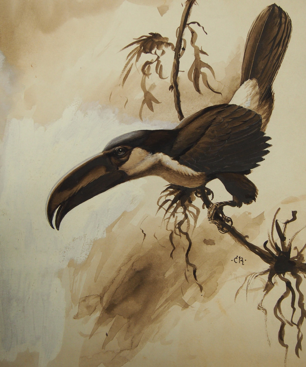 Toucan Image